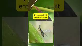 Fig Wasps [upl. by Arin]