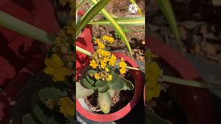 New flowering plants  home garden ideas youtubeshorts shortvideo [upl. by Zuliram]