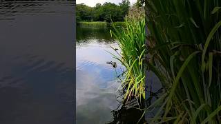 Coots wild birds family outing with their youngs cooties a close up nature uk video [upl. by Dekeles786]