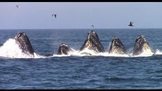 Best of Whale Watching Monterey California as of 7162016 [upl. by Defant]