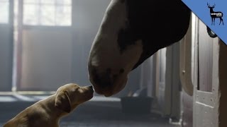 Budweiser Super Bowl Commercial Real Or Fake [upl. by Naida]