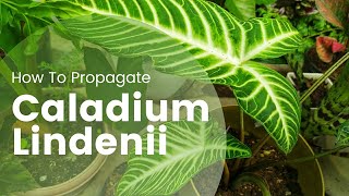 Xanthosoma Lindenii Plant Care  Caladium Lindenii propagation Part 1 [upl. by Evetta]