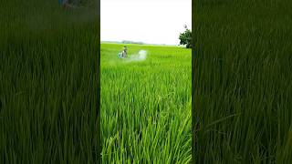 Paddy insecticide fungicide spray dhan jamuna 804 day 75 paddycultivation shorts paddy [upl. by Atinus]