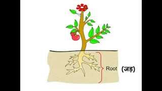 Science  Parts of Plants पौधों के भाग  In Hindi [upl. by Ploss983]