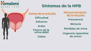 Enfrente el desafío de la Hiperplasia Prostática Benigna con Himplasia Himalaya Salud Humana [upl. by Disraeli]