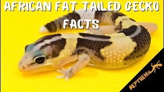 12 Amazing Facts about the African Fat Tailed Gecko Pet [upl. by Trillby]