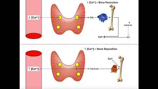 Regulation of Blood Calcium via PTH and Calcitonin [upl. by Kimber]