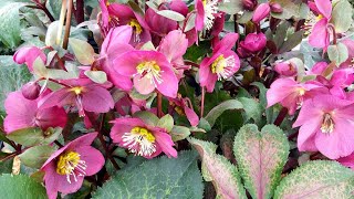 Helleborus FrostkissÂŽ Annas Red [upl. by Atreb]