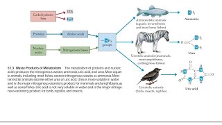 Nitrogenous Waste AmmoniaUrea and Uric Acid [upl. by Atoiyanap]