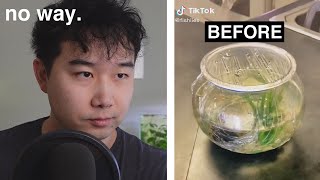 BEFORE and AFTER Betta Fish Tank  Fish Tank Review 242 [upl. by Githens]