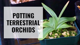 Potting Terrestrial Orchids  Habenaria Ponerorchis Nervilia and Corybas  ORCHID CARE [upl. by Eelir]