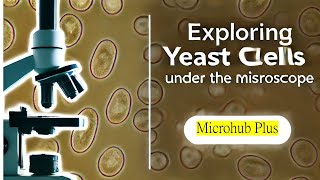 Microscopic Exploration of Yeasts Unveiling the Hidden World of Fungal Cells [upl. by Balling]