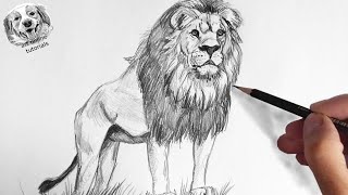 How to Draw a Lion with Pencil Very Easy and Step by Step [upl. by Eemia274]