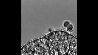 Close up of cilia beating [upl. by Andras]