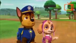 Paw Patrol Chase x SKye tribute for My little LPS XD and Mordecai the coolest [upl. by Neffets571]