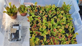 Releasing 100 flies into a tub full of Venus Flytraps Feeding Frenzy [upl. by Fording509]