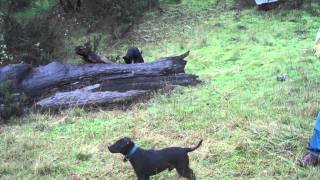 Tree Climbing Fell Terrier [upl. by Finnegan682]