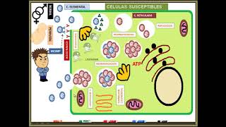 Chlamydia trachomatis [upl. by Ailaroc]