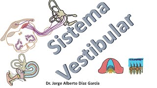 Sistema vestibular resumen [upl. by Aisel]