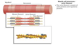 Muscle cell structures  actin myosin and titin filaments [upl. by Aitnas875]