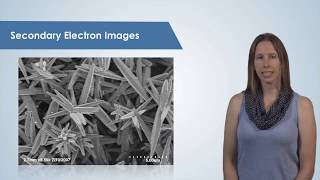 Introduction to the Scanning Electron Microscope SEM [upl. by Gorga]