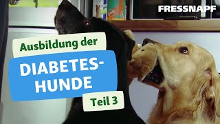 Diabeteshunde Teil III  Naylas Ausbildung zum Diabeteswarnhund [upl. by Eirollam]