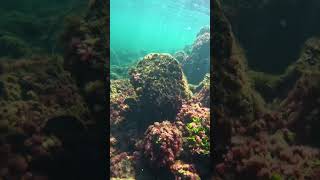 Summer 2024 snorkeling elsalvador golfodefonseca [upl. by Herson]