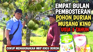 EMPAT BULAN SETELAH PEMBOSTERAN DURIAN MUSANG KING USIA 3 TAHUN [upl. by Sedgewick83]