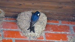 Common House Martins or Northern House Martins Delichon urbicum  Mehlschwalben [upl. by Nahtaoj544]