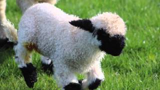 Spring 2015 Valais Blacknose Sheep Whitehall Dumfries Scotland [upl. by Ellevehc368]