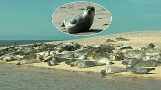 Blakeney Point Seals [upl. by Estevan691]