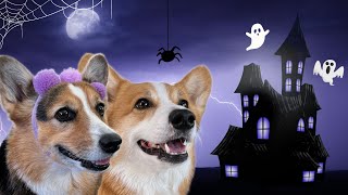 Best Talking Dog Videos Halloween Edition [upl. by Vinni376]