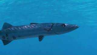 VIDEO Great Barracudas Can Swim at Speeds Up to 36 MPH  Oceana [upl. by Nonnahsal]