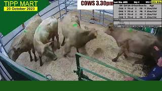 TIPPERARY TOWN MART 20 oct 2023 cattle [upl. by Cross]