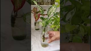 Aglaonema snow white Propagation in water ❣️❤️ aglaonema plants shorts indoorplants [upl. by Ruthven]