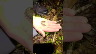 KATYDID WHAT Night hiking around the house in Costa Rica [upl. by Yelad524]