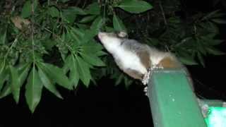 Possum jumping in the tree  Sydney Australia HD 01 [upl. by Joacimah]