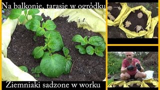 Sadzimy ziemniaki w workach Na balkonie tarasie w ogrodzie [upl. by Adlecirg]