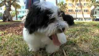 Dogs 101 Havanese [upl. by Neerak565]