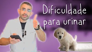 Estenose de uretra em cão  Relato de caso da residência veterinária 18 [upl. by Ripp631]