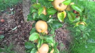 Picking Egremont Russet apples at autumn equinox 2015 [upl. by Nerrol197]