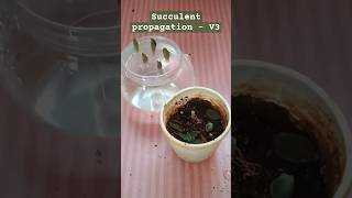 How to Propagate Succulents Easily  Grow Your Succulents at home succulentpropagation propagation [upl. by Aiceled]