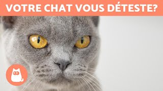 5 signes qui indiquent que votre chat vous déteste 😾 [upl. by Hobbs]