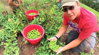 How American Farmers Harvest Thousands Of Tons Of Fruits And Vegetables 2 [upl. by Beattie]