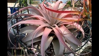 Tillandsia Air Plants Collection and Information [upl. by Kraska]