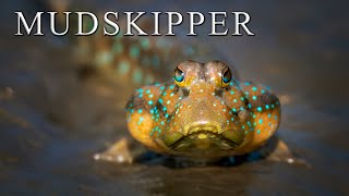 Mudskipper busy in their mud work [upl. by Nbi]