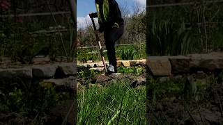 Moving the Barberry Bush💜💜💜Garden Entitygardening barberry berberis shortsfeed shorts [upl. by Cerys]