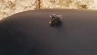 How do flies mate HD [upl. by Bearnard889]