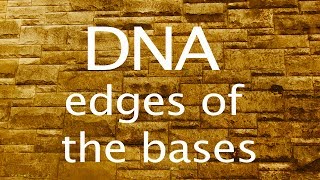 DNA the edges of the bases [upl. by Doss705]