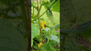 The Bees Are Working Hard In The Garden farmlife shorts garden bees homestead growyourownfood [upl. by Arammat885]